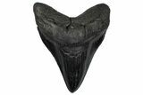 Serrated, Fossil Megalodon Tooth - South Carolina #360775-1
